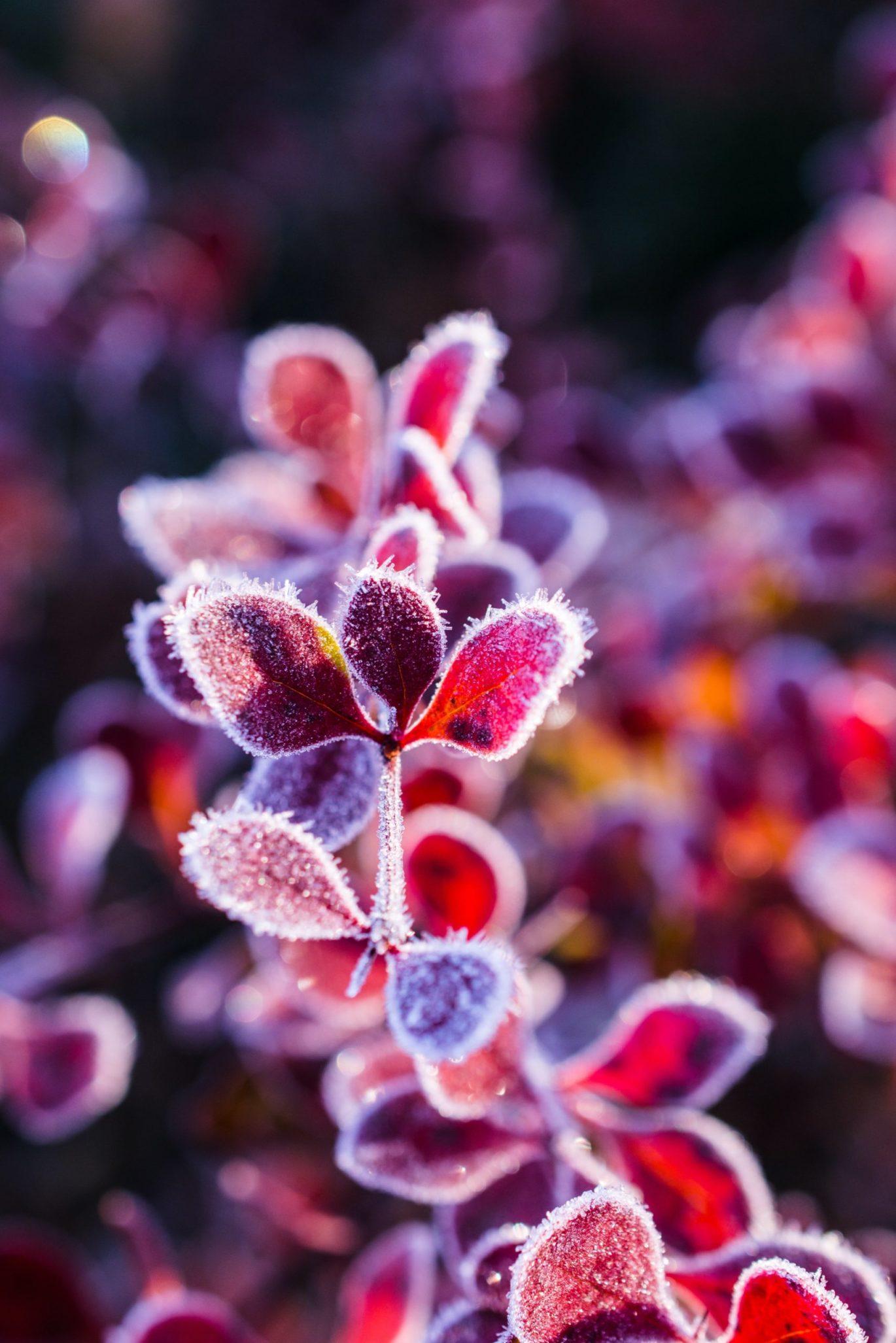 Comment protéger vos plantes du gel : méthodes et gestes