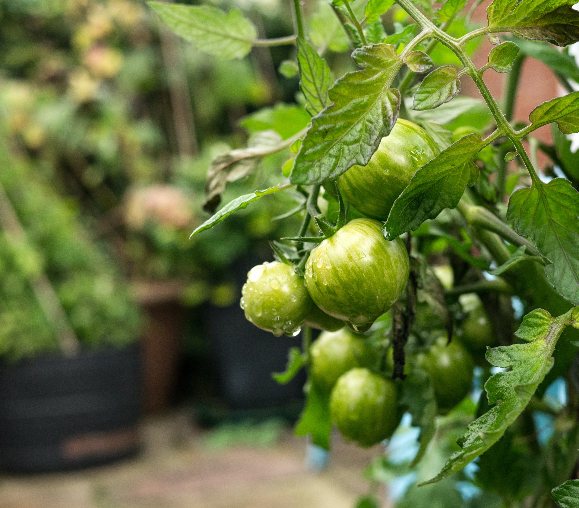 Potager : quels légumes faire pousser en intérieur sans balcon - Terrafemina